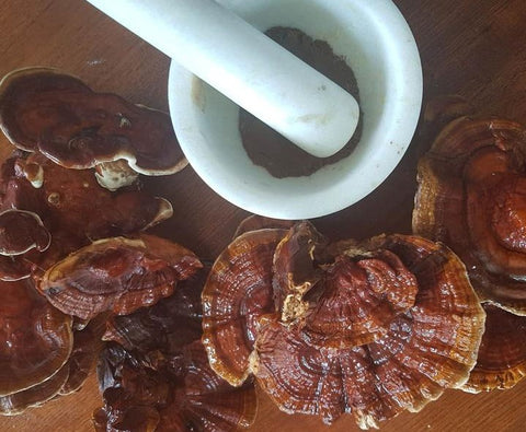 Reishi mushroom, with a white motor and pessel grinding it into a powder