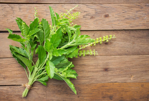 A bunch of holy basil leaves, on a wooden table