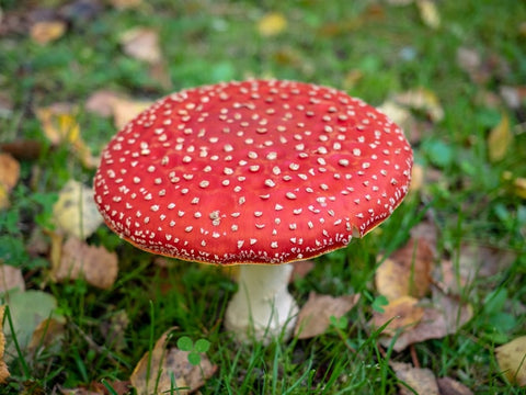 Amanita-Muscaria-growing-on-top-of-green-grass-and-leaf-litter