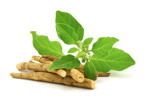 Ashwagandha (or Indian Ginseng) roots and leaves against a white background