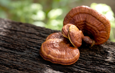 Reishi on a tree branch in the forest