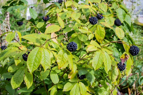 The leaves and berries of Siberian Ginseng