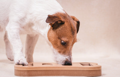 Dog sniffing puzzle gam